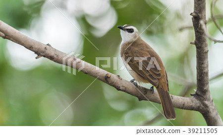 Bird (Yellow-vented Bulbul) on tree in nature wild 39211505