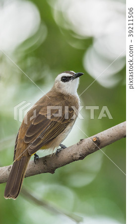 Bird (Yellow-vented Bulbul) on tree in nature wild Bird (Yellow-vented Bulbul) on tree in nature wild 39211506