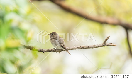 Bird (Asian brown flycatcher) in nature wild Bird (Asian brown flycatcher) in nature wild 39211507