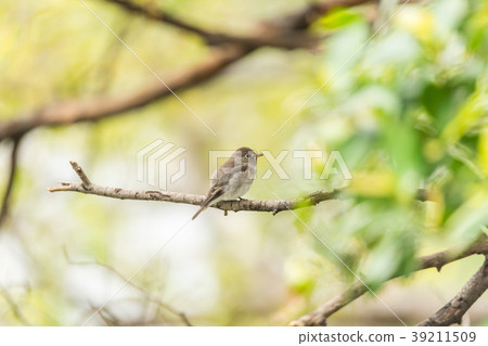 Bird (Asian brown flycatcher) in nature wild Bird (Asian brown flycatcher) in nature wild 39211509