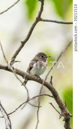 Bird (Asian brown flycatcher) in nature wild 39211519