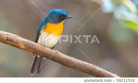 Bird (Tickell's Blue Flycatcher) in nature wild Bird (Tickell's Blue Flycatcher) in nature wild 39211558