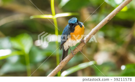 Bird (Tickell's Blue Flycatcher) in nature wild 39211578