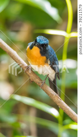 Bird (Tickell's Blue Flycatcher) in nature wild 39211579