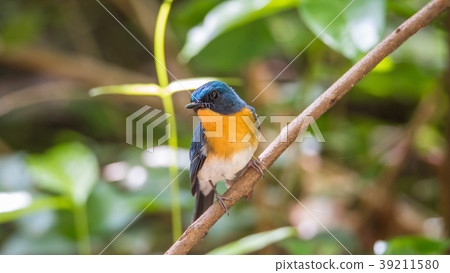 Bird (Tickell's Blue Flycatcher) in nature wild 39211580