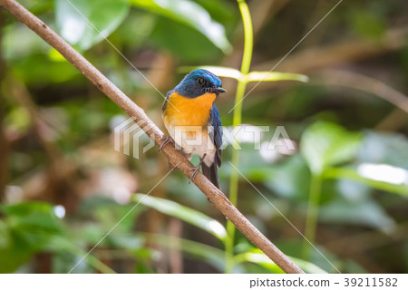 Bird (Tickell's Blue Flycatcher) in nature wild 39211582