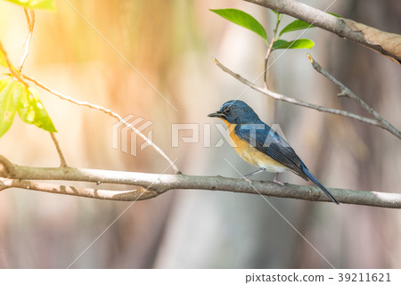 Bird (Tickell's Blue Flycatcher) in nature wild Bird (Tickell's Blue Flycatcher) in nature wild 39211621