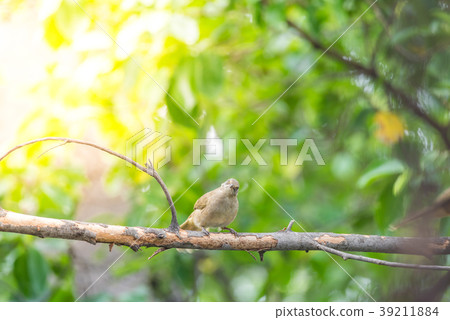 Bird (Streak-eared bulbul) on tree in nature wild 39211884