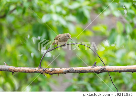 Bird (Streak-eared bulbul) on tree in nature wild Bird (Streak-eared bulbul) on tree in nature wild 39211885