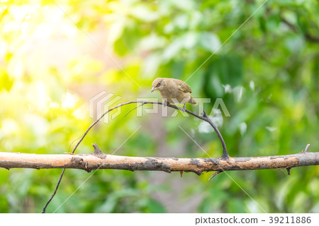 Bird (Streak-eared bulbul) on tree in nature wild 39211886