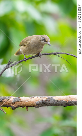 Bird (Streak-eared bulbul) on tree in nature wild 39211887