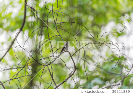 Bird (Asian brown flycatcher) in nature wild 39211889