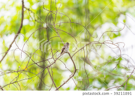 Bird (Asian brown flycatcher) in nature wild Bird (Asian brown flycatcher) in nature wild 39211891