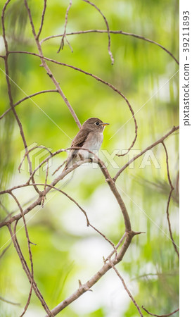 Bird (Asian brown flycatcher) in nature wild Bird (Asian brown flycatcher) in nature wild 39211893