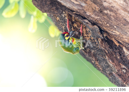 Bird (Coppersmith barbet) on tree in a nature wild Bird (Coppersmith barbet) on tree in a nature wild 39211896