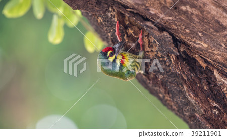 Bird (Coppersmith barbet) on tree in a nature wild 39211901