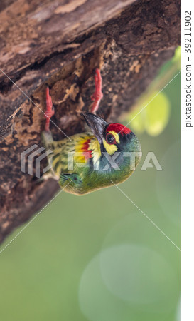 Bird (Coppersmith barbet) on tree in a nature wild Bird (Coppersmith barbet) on tree in a nature wild 39211902