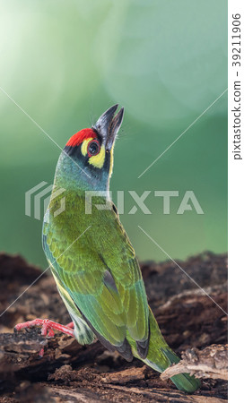 Bird (Coppersmith barbet) on tree in a nature wild 39211906