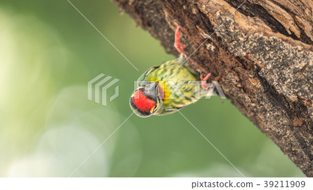 Bird (Coppersmith barbet) on tree in a nature wild 39211909