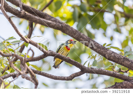 Bird (Coppersmith barbet) on tree in a nature wild Bird (Coppersmith barbet) on tree in a nature wild 39211918