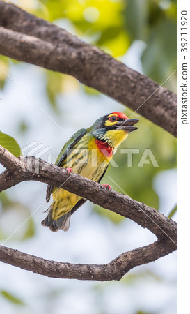 Bird (Coppersmith barbet) on tree in a nature wild 39211920