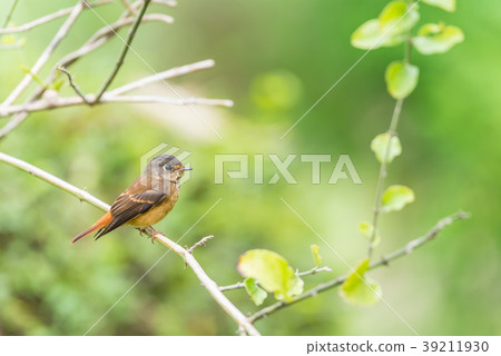 Bird (Ferruginous Flycatcher) in nature wild 39211930