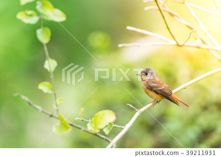 Bird (Ferruginous Flycatcher) in nature wild 39211931