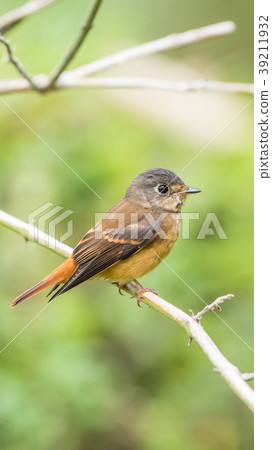 Bird (Ferruginous Flycatcher) in nature wild Bird (Ferruginous Flycatcher) in nature wild 39211932