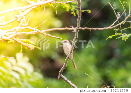 Bird (Brown shrike) on tree in a nature wild Bird (Brown shrike) on tree in a nature wild 39211939
