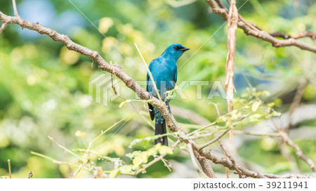 Bird (Verditer Flycatcher) on tree in nature wild 39211941
