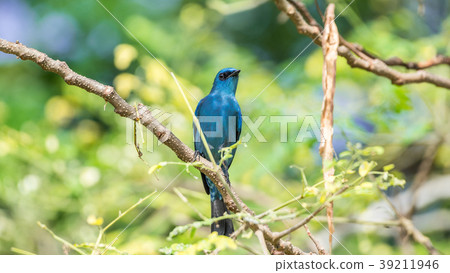 Bird (Verditer Flycatcher) on tree in nature wild 39211946