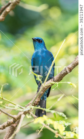 Bird (Verditer Flycatcher) on tree in nature wild Bird (Verditer Flycatcher) on tree in nature wild 39211947
