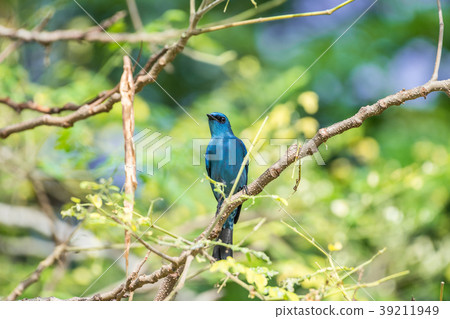 Bird (Verditer Flycatcher) on tree in nature wild 39211949