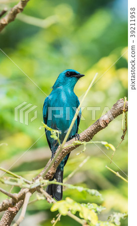 Bird (Verditer Flycatcher) on tree in nature wild 39211958