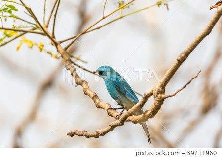 Bird (Verditer Flycatcher) on tree in nature wild Bird (Verditer Flycatcher) on tree in nature wild 39211960