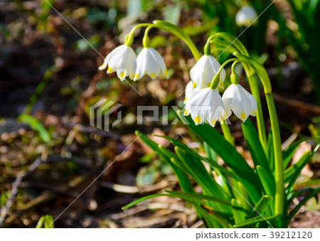 bunch of snowflake flowers 39212120