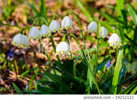 bunch of snowflake flowers bunch of snowflake flowers 39212122