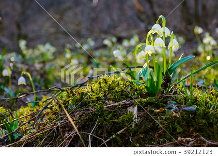 bunch of snowflake flowers on a mossy hump bunch of snowflake flowers on a mossy hump 39212123
