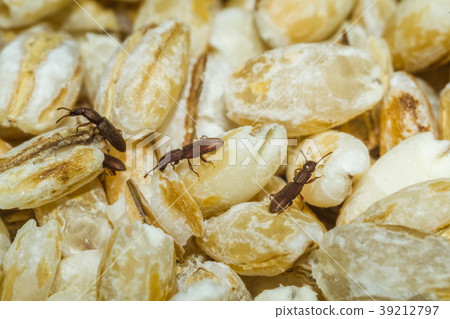 food and insects food and insects 39212797