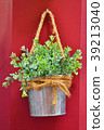 Green plant in the metal bucket. 39213040