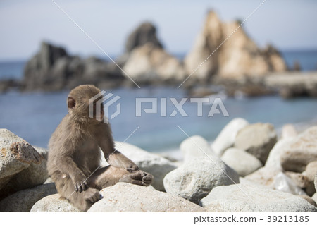 The monkey 39213185