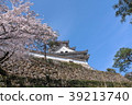 Cherry blossoms and Kochi castle 39213740