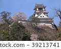 Cherry blossoms and Kochi castle 39213741