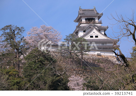 櫻花和高知城堡 39213741