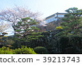 Cherry blossoms at Kochi Castle 39213743