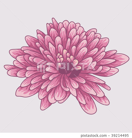 Brignt violet colored chrysanthemum. Brignt violet colored chrysanthemum. 39214495