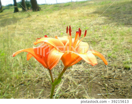百合maculatum 百合maculatum 39215613
