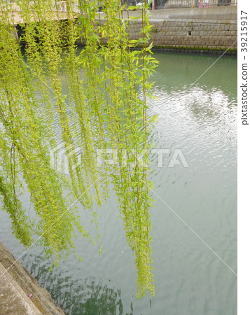 Yanagi和河 39215917