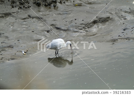 Arao City Spoonbill, 39216383