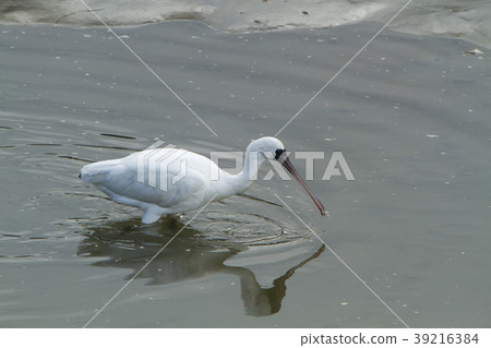 荒尾市琵鷺, 荒尾市琵鷺, 39216384